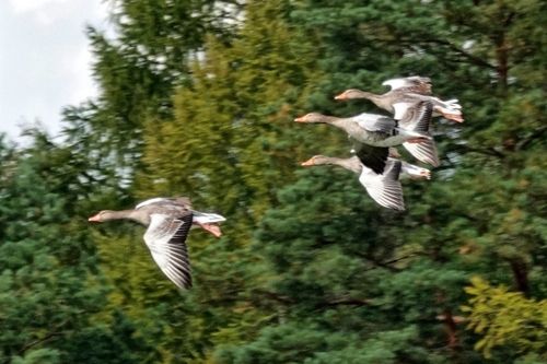 Greylag Goose