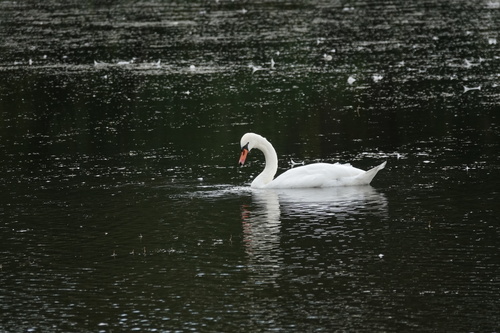 Mute Swan