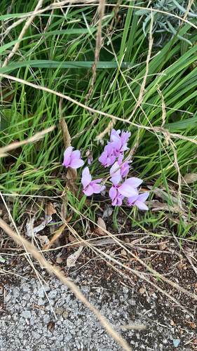 Ivy-leaved cyclamen