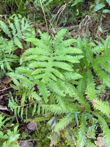 sensitive fern