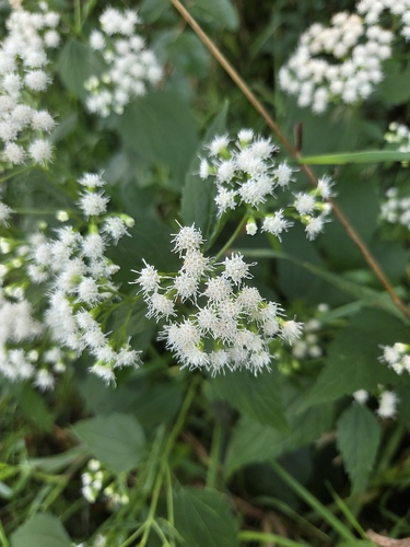 white snakeroot