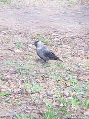 Corvus monedula