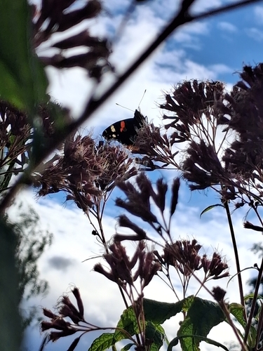 Red Admiral