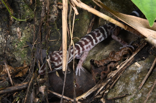 Zhe-long's Leopard Gecko