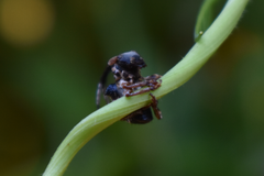 Tessarecphora arachnoides