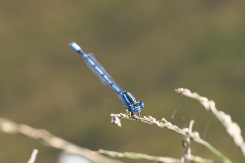 Familiar Bluet