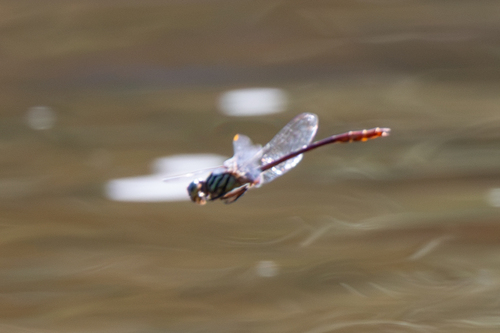 Russet-tipped Clubtail