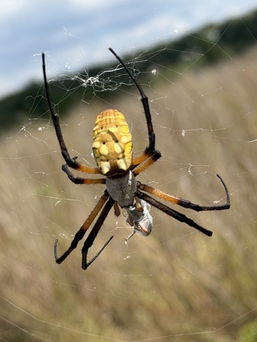 Yellow Garden Spider
