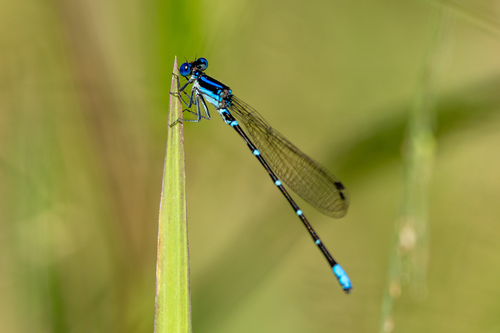 Blue-ringed Dancer