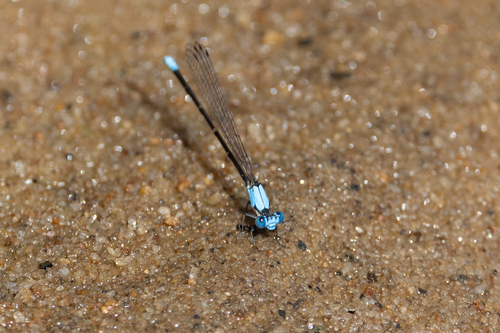 Blue-fronted Dancer