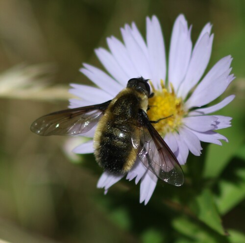 Tawny-tailed Bee Fly