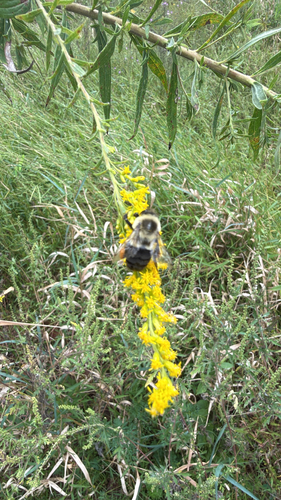 Common Eastern Bumble Bee