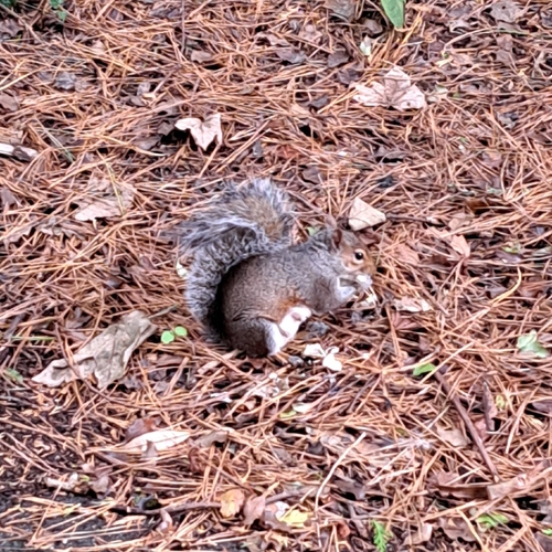 Eastern Gray Squirrel