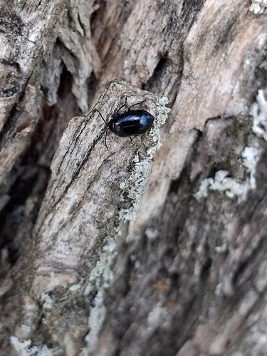 Alder Leaf Beetle