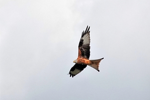 Red Kite
