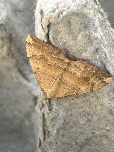 Yellow Shell Moth