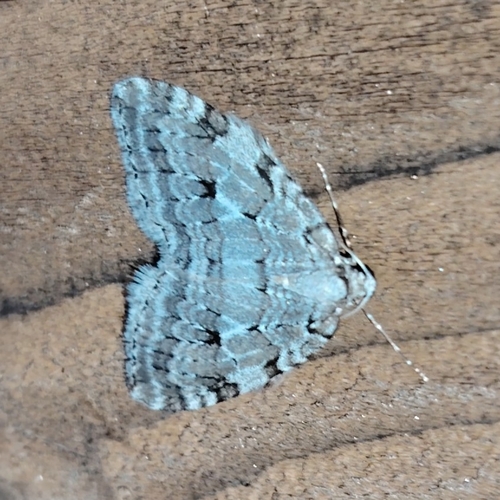 Autumnal Moth