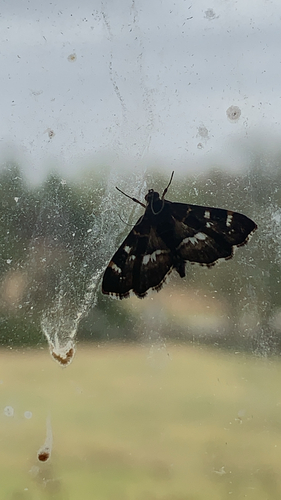 Spotted Beet Webworm Moth