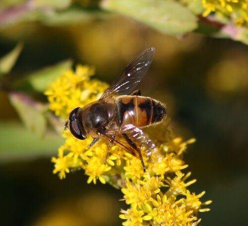 Common Drone Fly