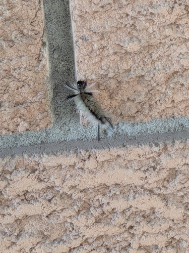 Banded Tussock Moth