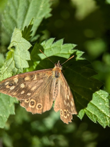 Speckled Wood