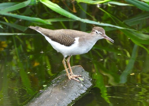 Spotted Sandpiper