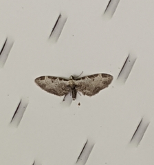 Eupithecia ravocostaliata