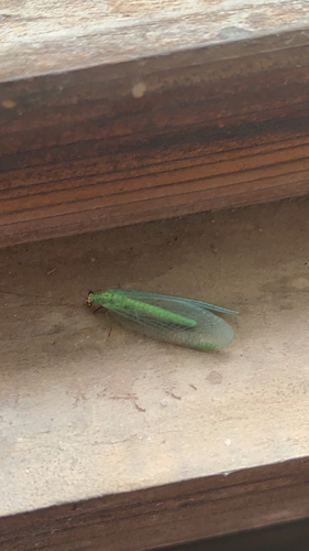 Chrysopa oculata