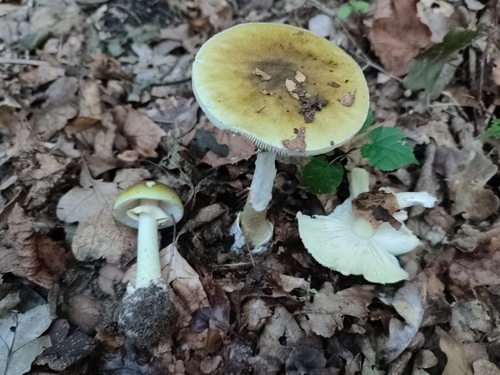 Deathcap
