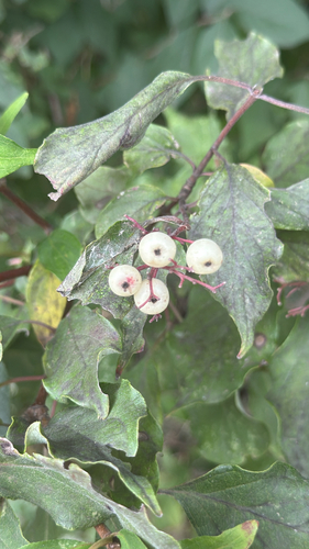 roughleaf dogwood