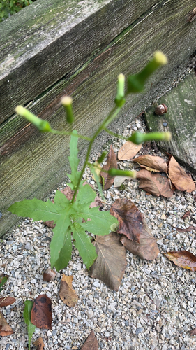 American burnweed