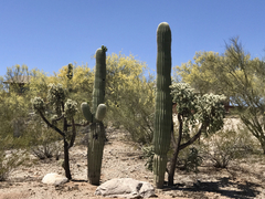 Cylindropuntia fulgida