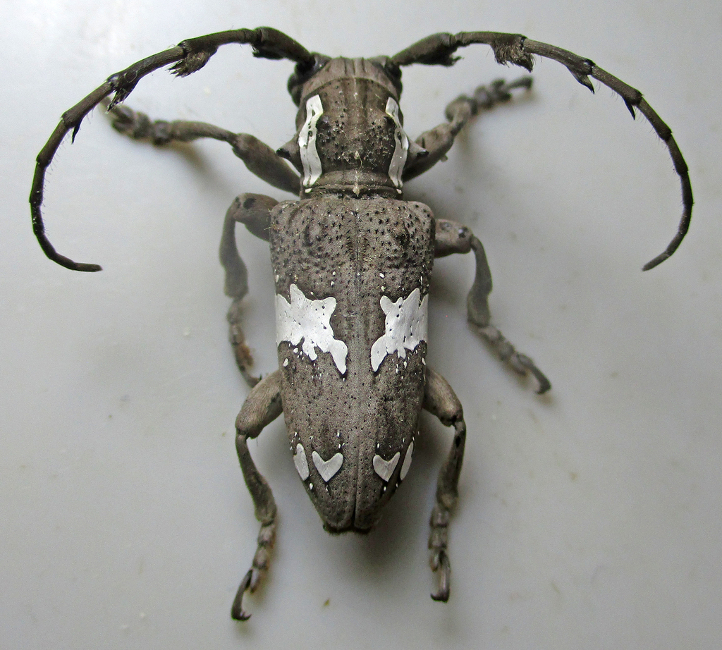 Mallonia albosignata