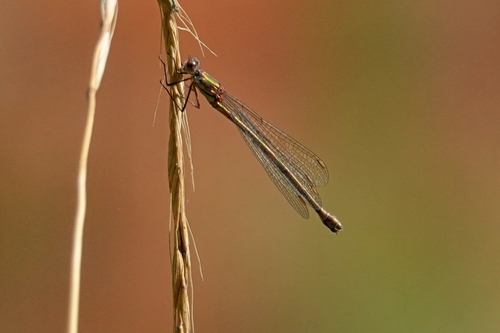 Western Willow Spreadwing
