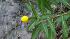 Ludwigia grandiflora, photograph author not stated, no rights reserved