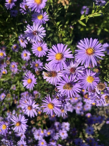 Western Honey Bee