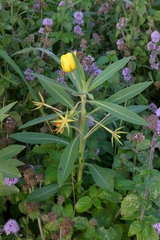 Ludwigia grandiflora