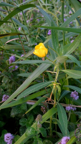 Ludwigia grandiflora, photograph 4