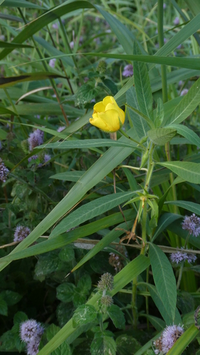 Ludwigia grandiflora, photograph 3