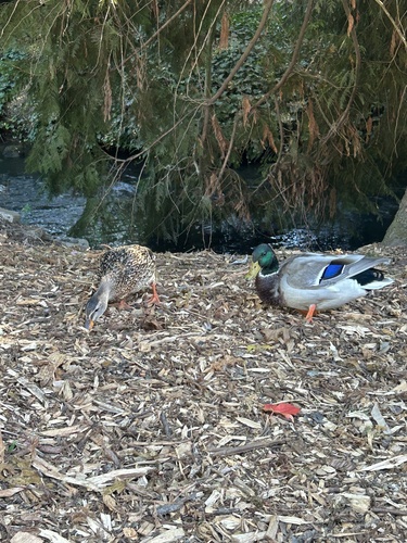Mallard