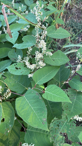 Japanese knotweed