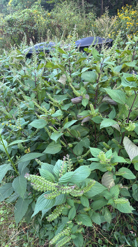 beefsteak plant