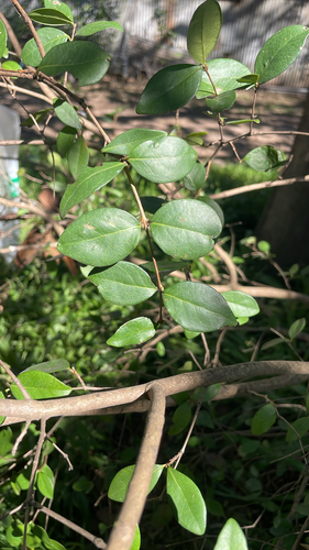 Surinam cherry