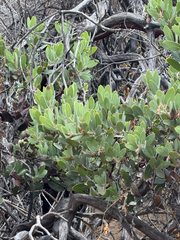 Arctostaphylos glandulosa, photograph (c) klicklo, some rights reserved (CC BY)