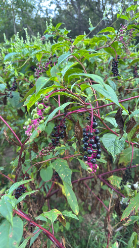American pokeweed