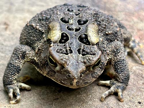 American Toad