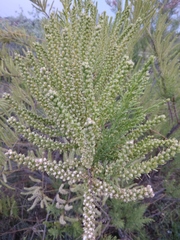 Tamarix meyeri
