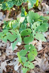 Sanguinaria canadensis