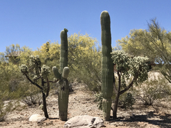 Carnegiea gigantea