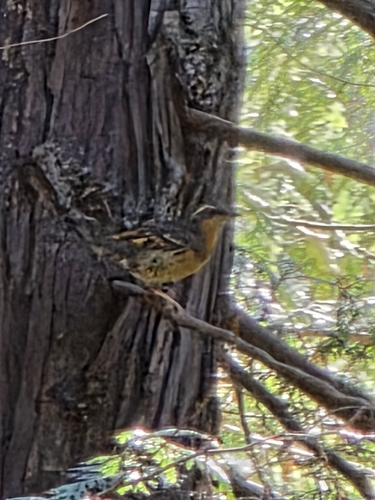 Varied Thrush